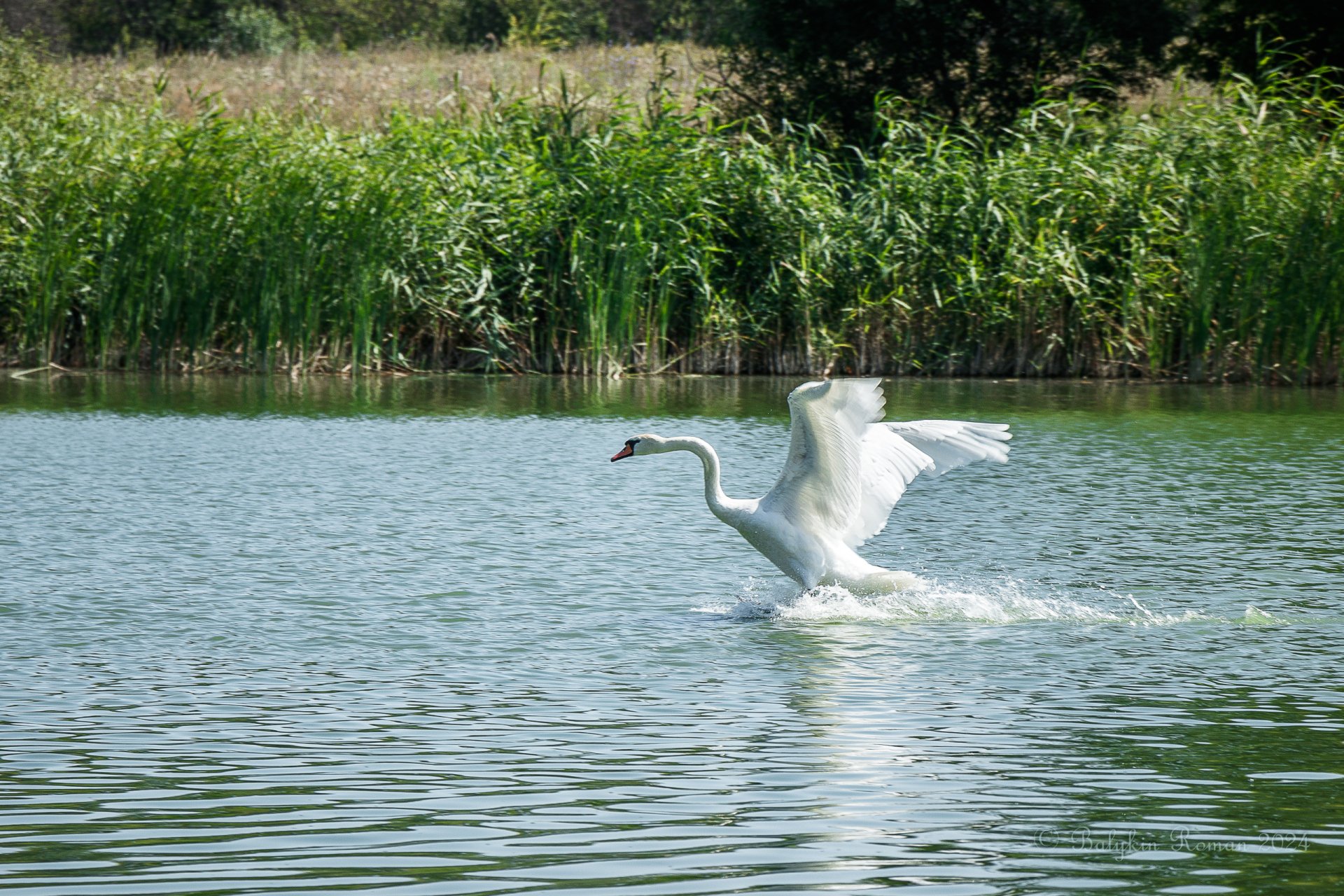 swan by Vergilius
