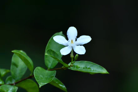  White flower on dark background