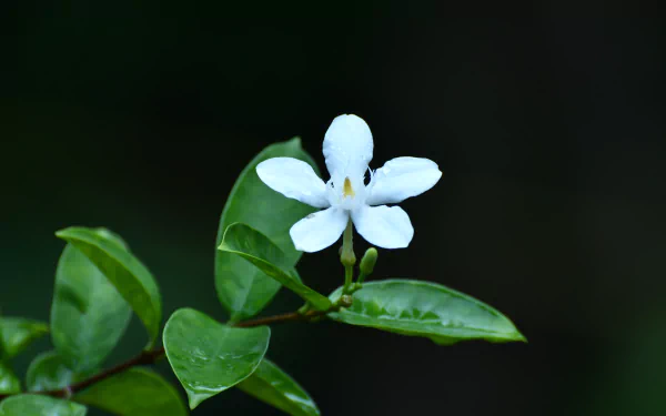  White flower on dark background
