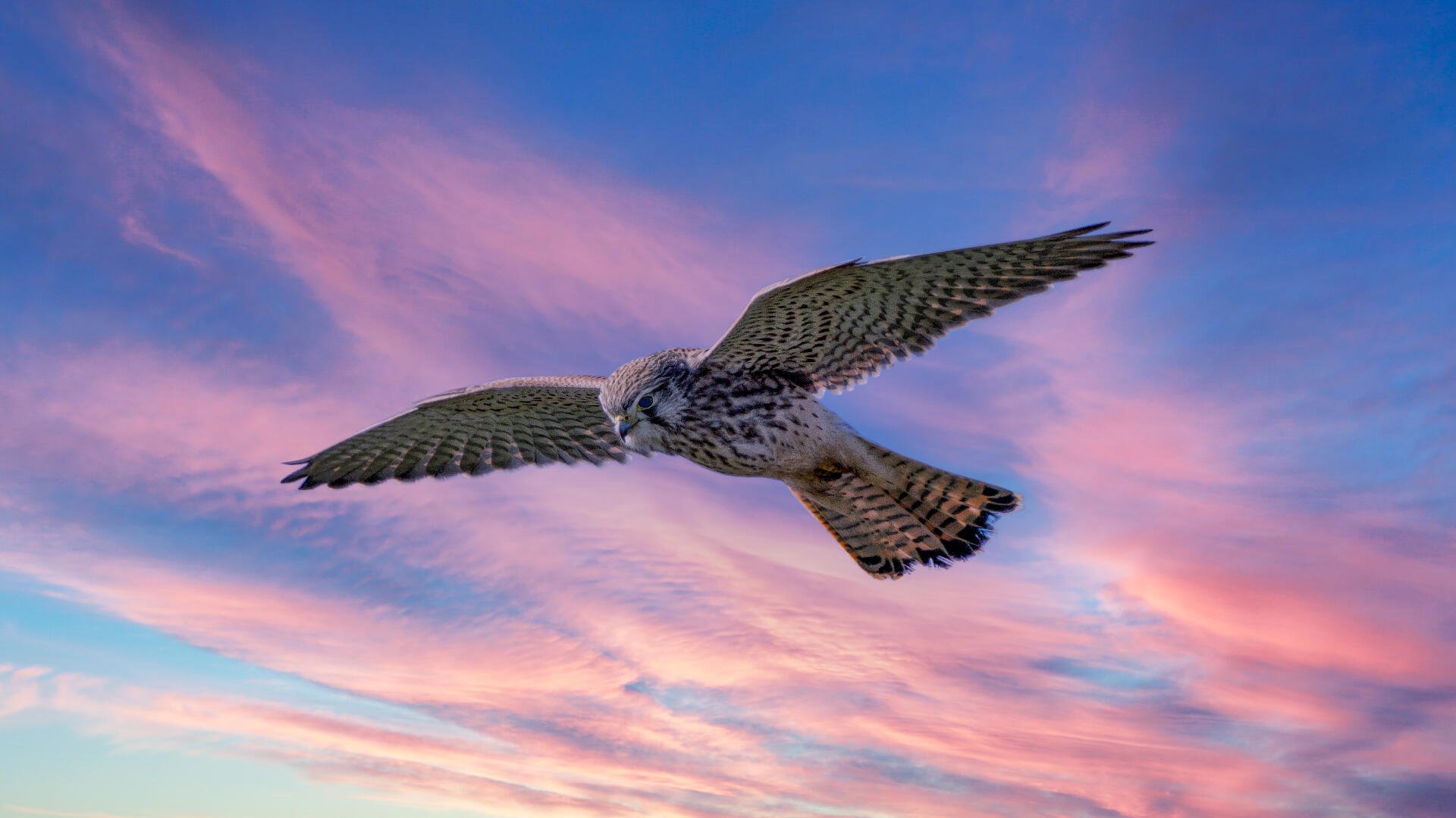 Download Animal Bird 4k Ultra HD Wallpaper