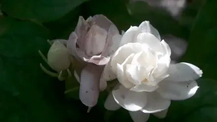  mogra, Arabian jasmine flower