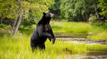 A black bear stands upright amidst lush green grass and trees, framed by a serene waterway, showcased in vibrant 4K Ultra HD for an immersive desktop wallpaper experience.