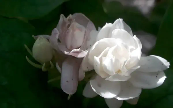  mogra, Arabian jasmine flower