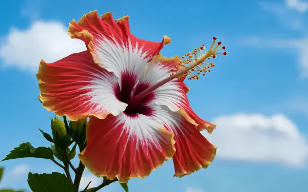 A vibrant hibiscus flower in shades of red and white, set against a clear blue sky, makes a stunning 4K Ultra HD desktop wallpaper and background.