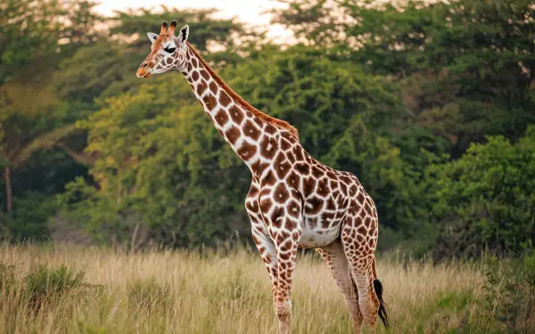 A giraffe stands in the savanna surrounded by lush greenery, captured in stunning 4K Ultra HD as a wildlife nature scene for a PC desktop wallpaper background.