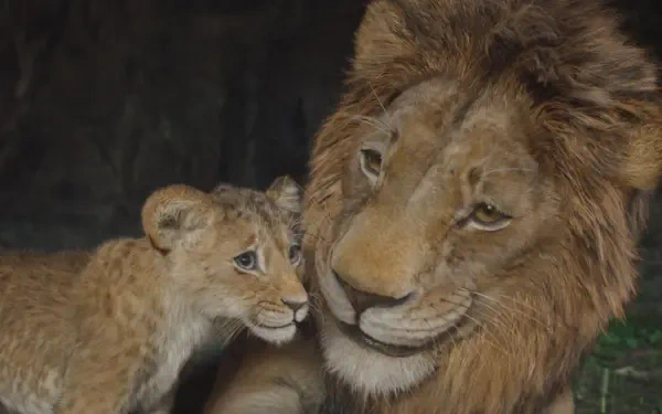 A high-definition desktop wallpaper featuring Mufasa and a young lion cub from The Lion King, showcasing a tender moment between them in a natural setting.