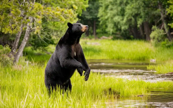 A black bear stands upright amidst lush green grass and trees, framed by a serene waterway, showcased in vibrant 4K Ultra HD for an immersive desktop wallpaper experience.