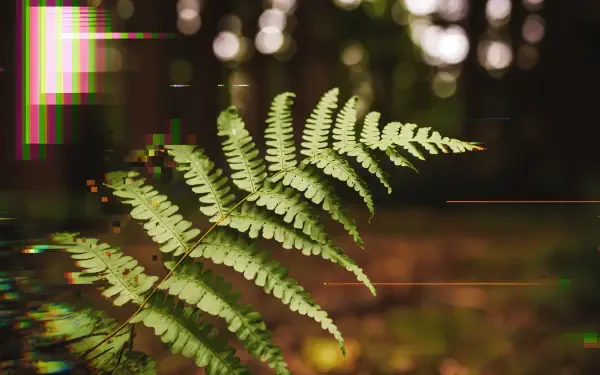 A close-up of a lush green fern against a blurred forest background, captured in vibrant detail for a 4K Ultra HD PC desktop wallpaper and background.