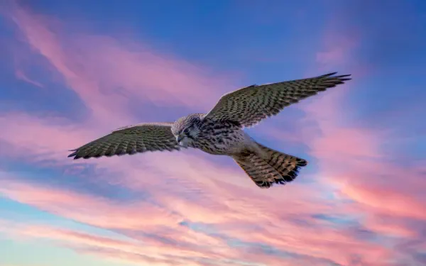 Animal bird HD Desktop Wallpaper | Background Image