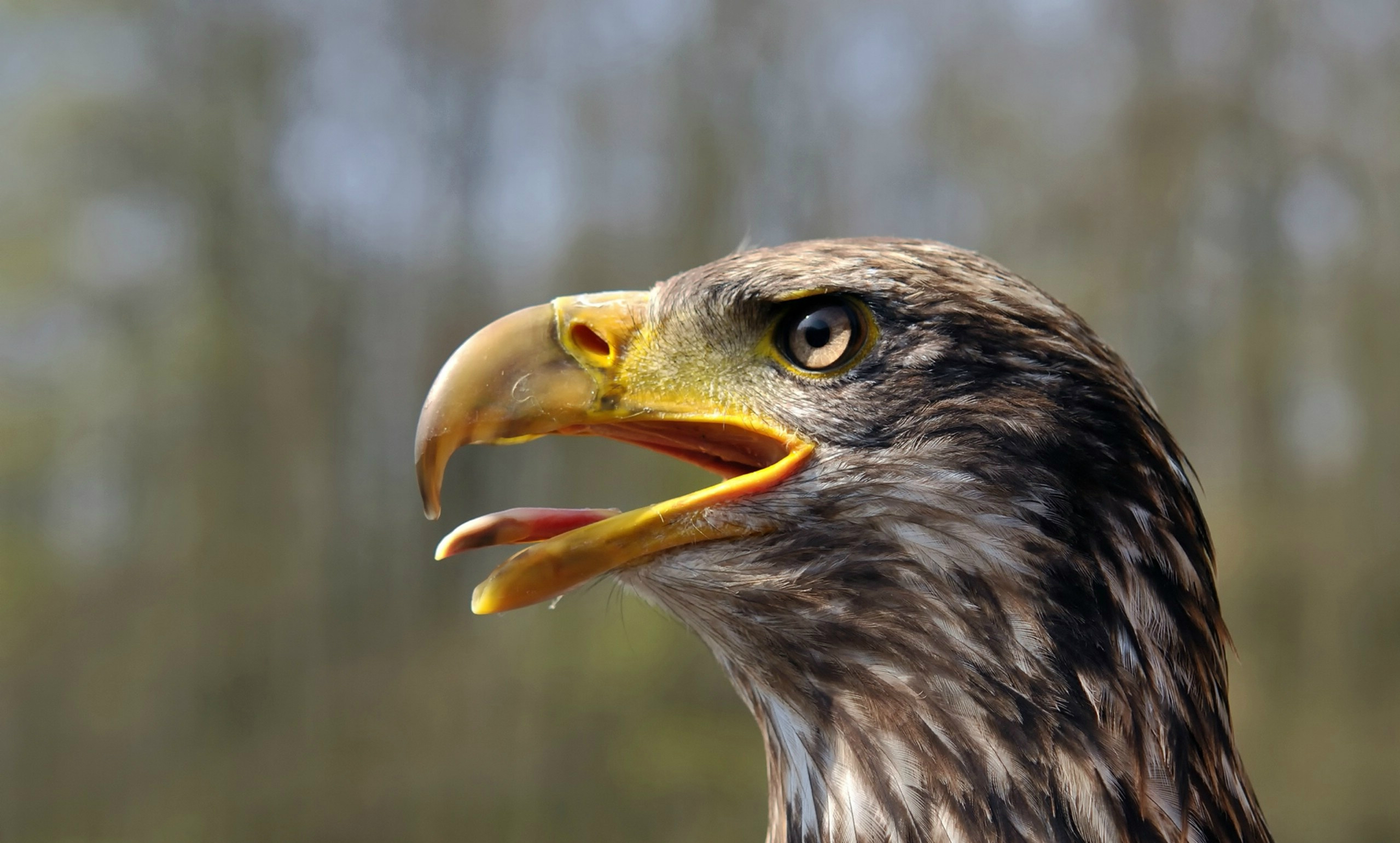 Majestic eagle soaring against a vibrant background.