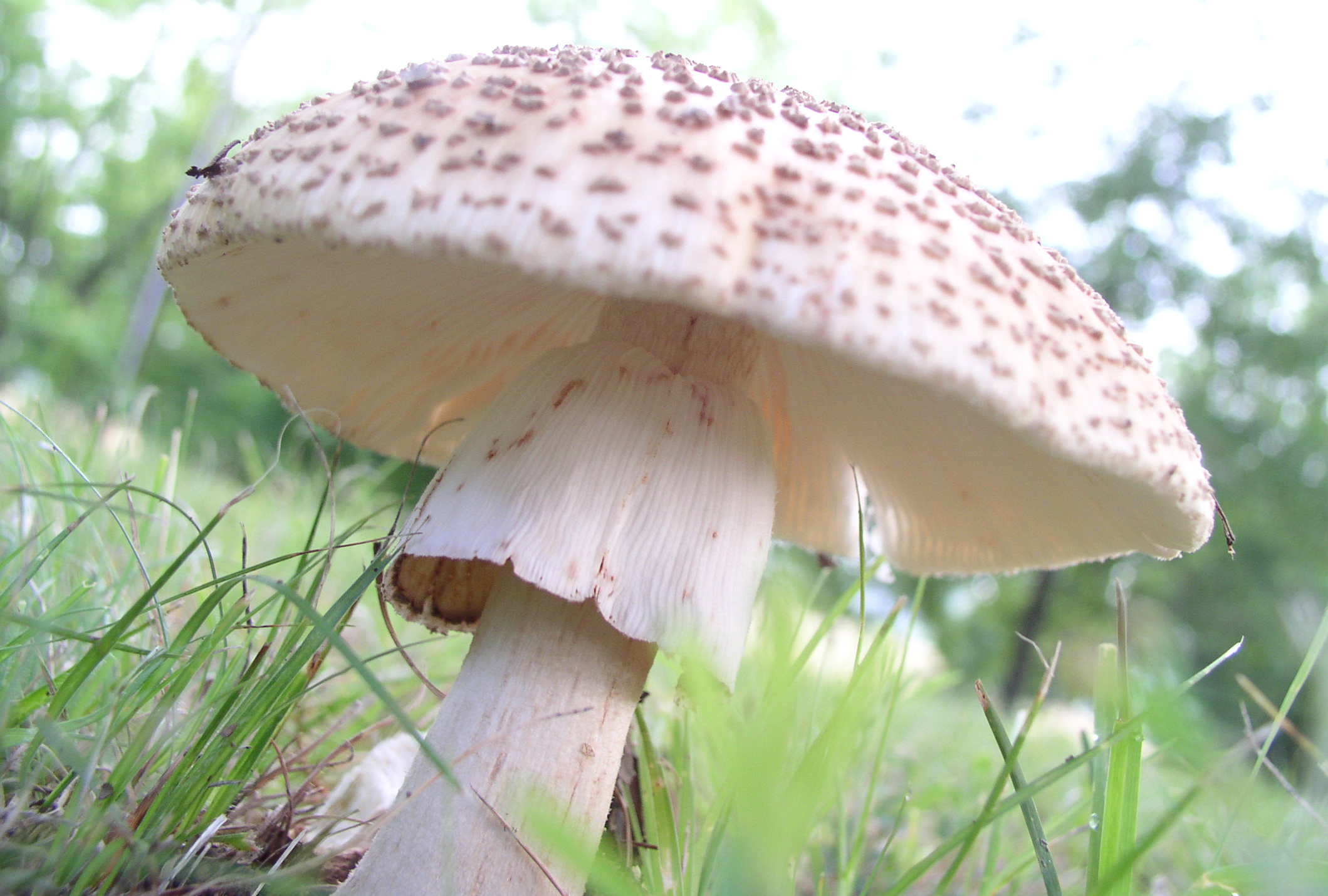 cornhusk mushroom by cparkernc