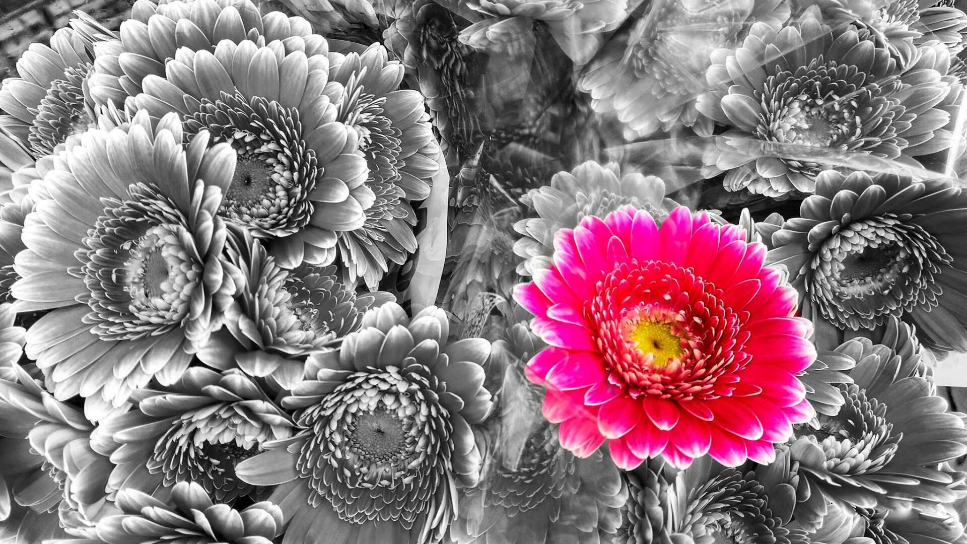 Download Flower Macro HD Wallpaper