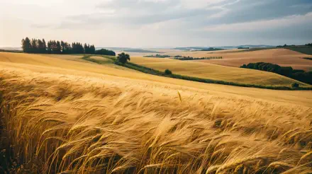 A serene countryside landscape featuring golden wheat fields stretching towards rolling hills under a soft, cloudy sky. This vibrant image serves as a rich 4K Ultra HD desktop wallpaper.