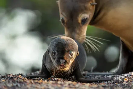 A captivating 8K Ultra HD image of Galapagos sea lions, featuring a mother and her playful pup, showcasing their unique charm in a vibrant natural setting.