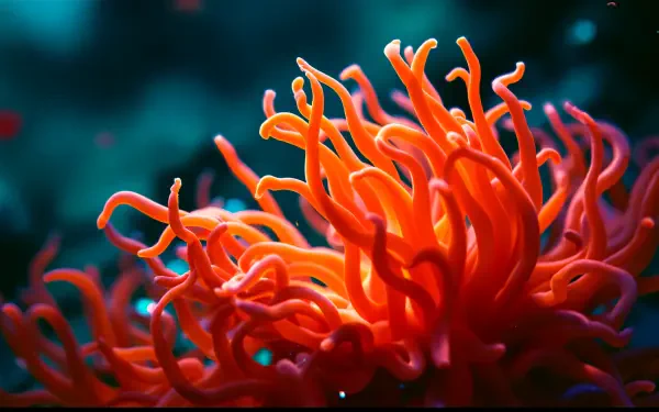 A vibrant orange anemone glows against a deep blue background, captured in stunning detail as a 4K Ultra HD desktop wallpaper and background.