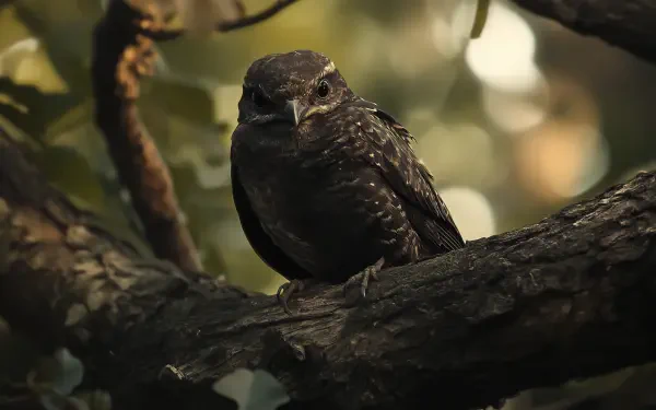 A close-up of a Nightjar perched on a branch, showcasing its distinct plumage in a natural setting, making it an engaging HD PC desktop wallpaper and background.