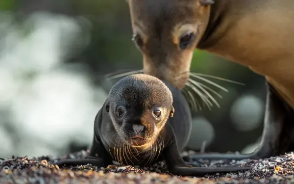 A captivating 8K Ultra HD image of Galapagos sea lions, featuring a mother and her playful pup, showcasing their unique charm in a vibrant natural setting.