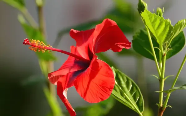 Vibrant red hibiscus bloom with green leaves captured in sharp HD detail, showcasing the beauty of nature on a crisp desktop wallpaper background.
