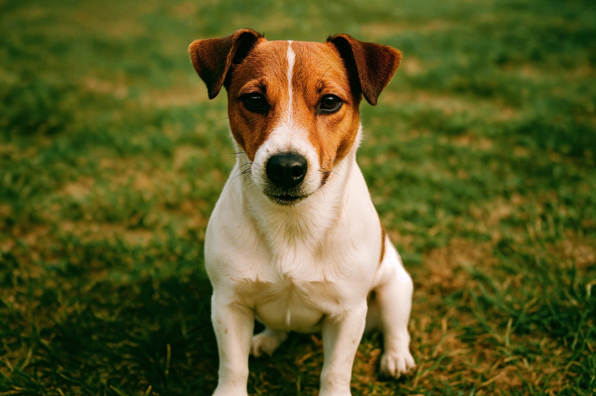 Portrait of a Jack Russell Terrier sitting on grass, rendered in crisp 4K Ultra HD as a PC desktop wallpaper and background.