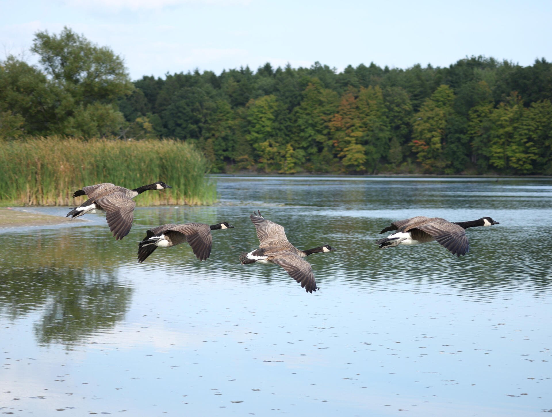 4K Ultra HD nature photography: four geese flying low over a calm lake with reeds and a tree-lined shore — PC desktop wallpaper/background.