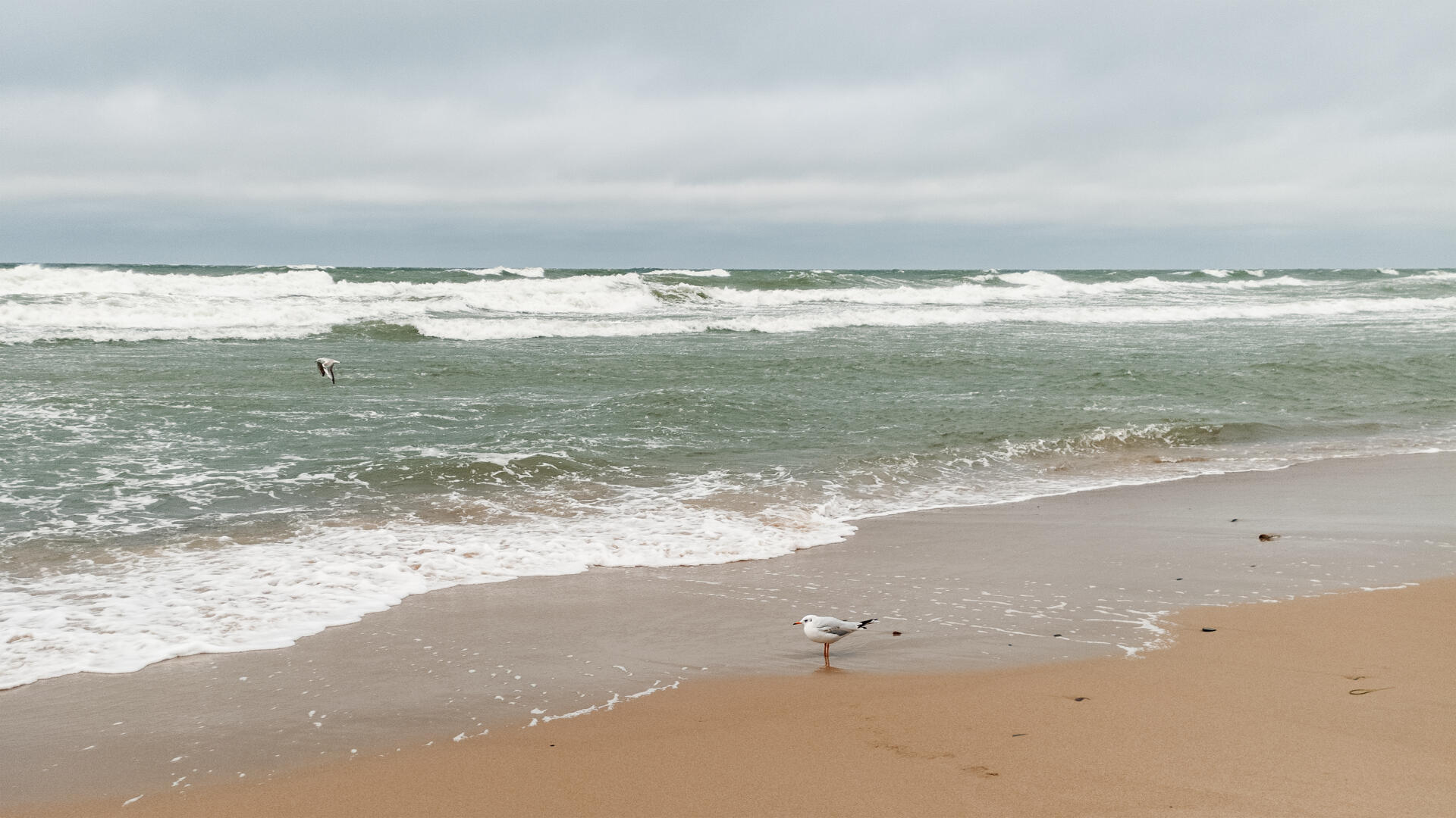 2K Quad HD PC desktop wallpaper: seagull on a sandy shore with seafoam and rolling sea waves beneath a cloudy sky.