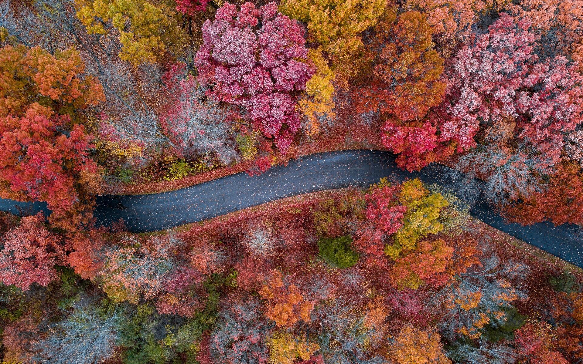 Aerial HD PC desktop wallpaper: winding road cutting through an autumn forest of red, orange, yellow and green treetops.