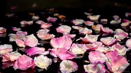 4K Ultra HD PC desktop wallpaper background showing pink and white rose petals floating on dark water, soft reflections and crisp, high-resolution detail