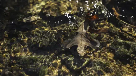 Close-up nature photograph of an oak leaf floating in shallow rippling water with golden light reflections — 5K Ultra HD PC desktop wallpaper background.
