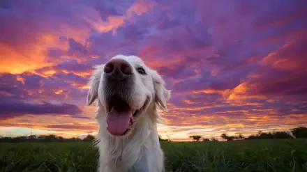 Goofy Ahh golden retriever grinning in a field beneath a vivid purple-orange sunset — 2K Quad HD PC desktop wallpaper background.