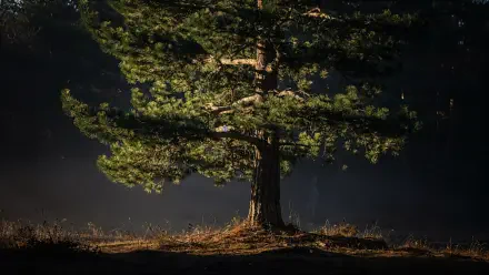 4K Ultra HD PC desktop wallpaper and background: a solitary evergreen pine tree lit against a dark forest, its textured trunk and needles visible.