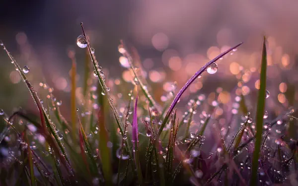 4K Ultra HD PC desktop wallpaper: close-up nature scene of grass blades beaded with dawn dew, soft purple-pink bokeh background.