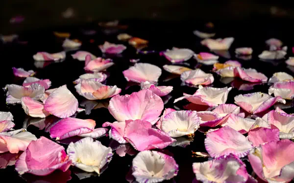 4K Ultra HD PC desktop wallpaper background showing pink and white rose petals floating on dark water, soft reflections and crisp, high-resolution detail