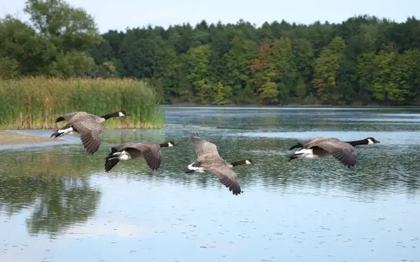 4K Ultra HD nature photography: four geese flying low over a calm lake with reeds and a tree-lined shore — PC desktop wallpaper/background.