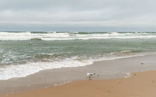 2K Quad HD PC desktop wallpaper: seagull on a sandy shore with seafoam and rolling sea waves beneath a cloudy sky.