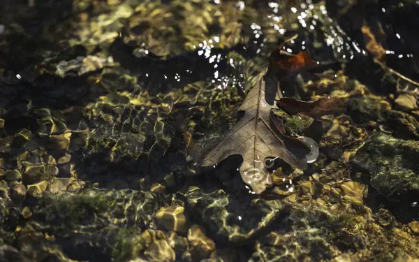 Close-up nature photograph of an oak leaf floating in shallow rippling water with golden light reflections — 5K Ultra HD PC desktop wallpaper background.
