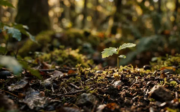 Seedling sprout emerging from a mossy forest floor bathed in warm dappled sunlight — 5K Ultra HD PC desktop wallpaper and background.