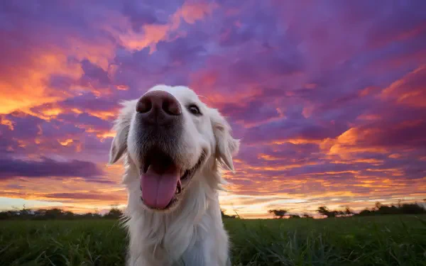 Goofy Ahh golden retriever grinning in a field beneath a vivid purple-orange sunset — 2K Quad HD PC desktop wallpaper background.