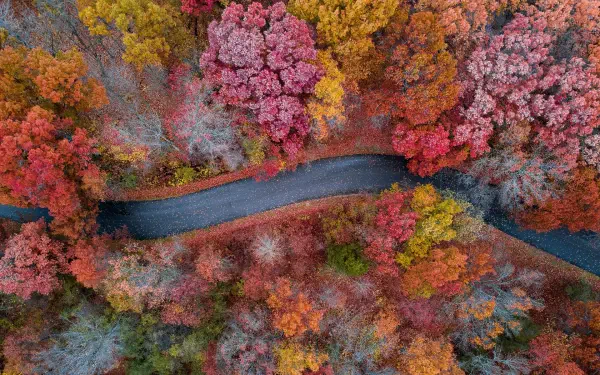 Aerial HD PC desktop wallpaper: winding road cutting through an autumn forest of red, orange, yellow and green treetops.