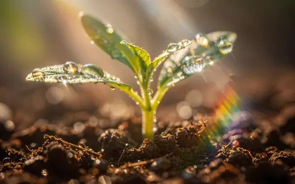 Close-up of a dew-kissed seedling sprouting from rich soil with warm sunlight and a tiny rainbow flare — 4K Ultra HD PC desktop wallpaper and background.