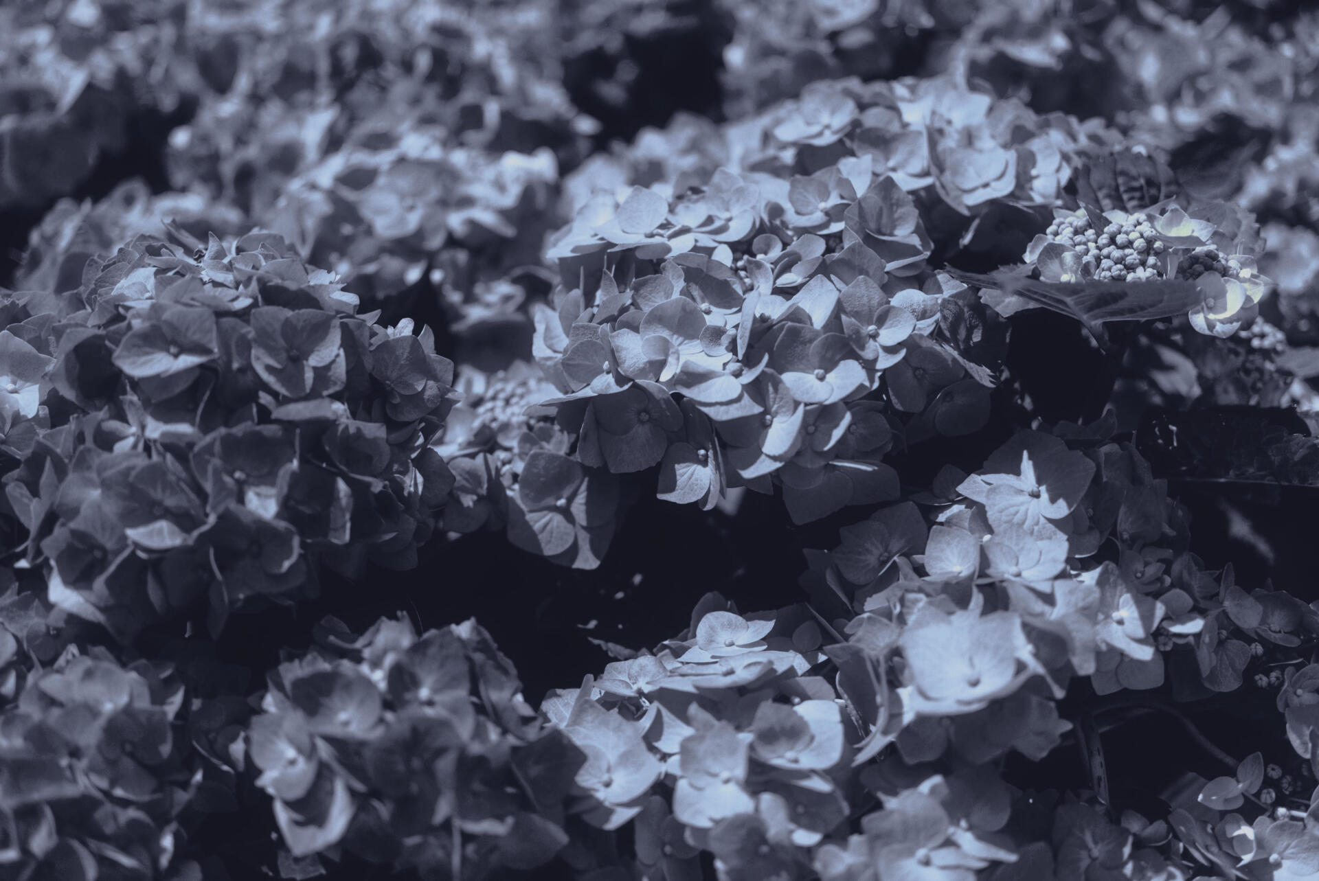 4K Ultra HD digital painting illustration: moody blue-gray floral landscape artwork, dense textured petals forming an abstract desktop wallpaper and background.
