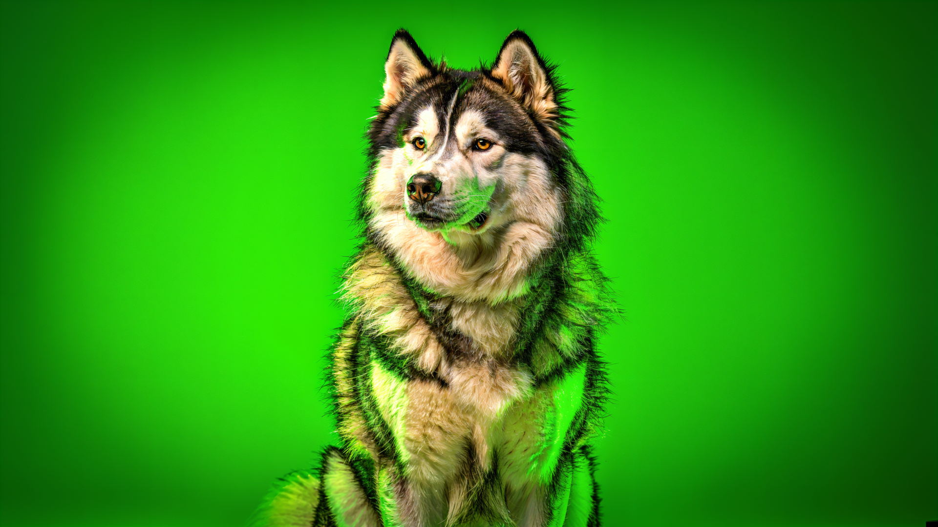 Majestic malamute against a vivid green backdrop, rendered as a 4K Ultra HD PC desktop wallpaper/background.
