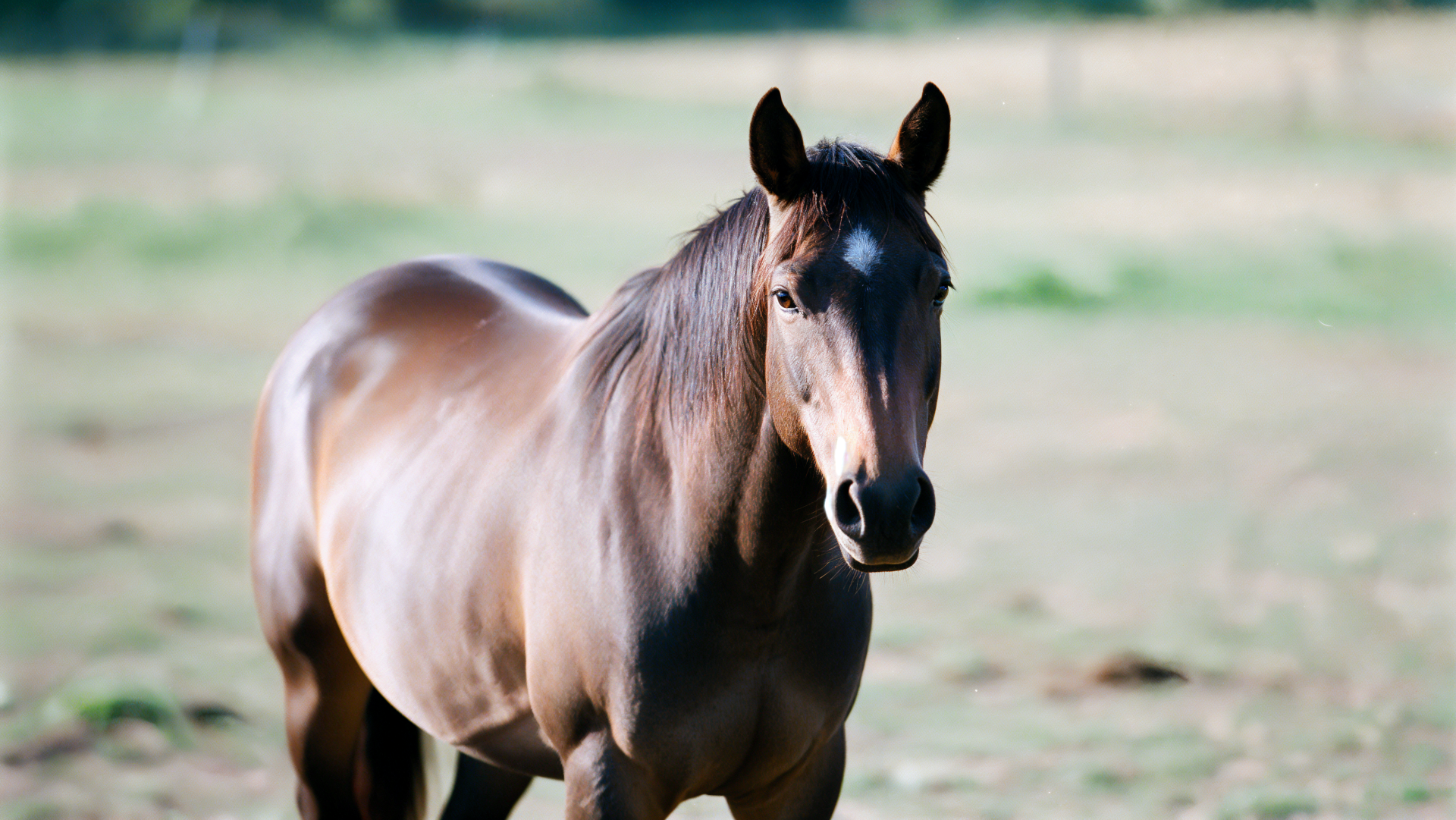 4K Ultra HD PC desktop wallpaper and background: brown mare, horse standing in a sunlit field — animal portrait with a soft-focus, pastoral backdrop.
