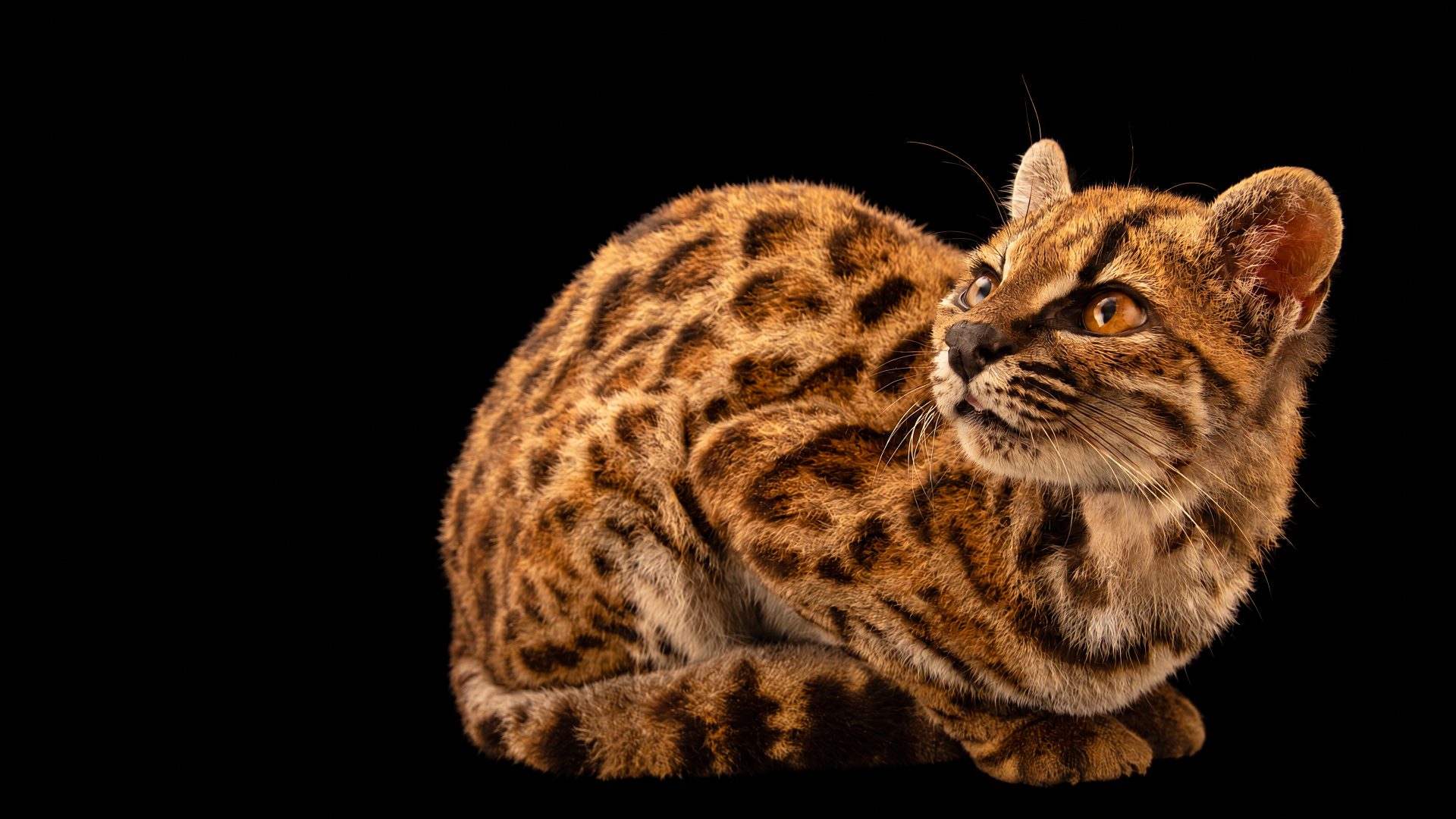 Tilcayo meme 4K Ultra HD PC desktop wallpaper: a detailed ocelot wildcat crouching on a black background.