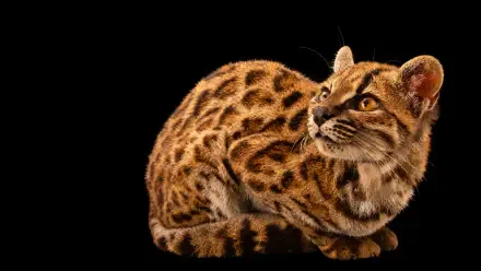 Tilcayo meme 4K Ultra HD PC desktop wallpaper: a detailed ocelot wildcat crouching on a black background.