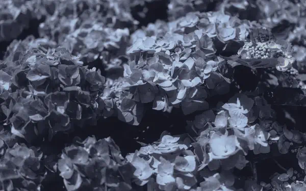 4K Ultra HD digital painting illustration: moody blue-gray floral landscape artwork, dense textured petals forming an abstract desktop wallpaper and background.