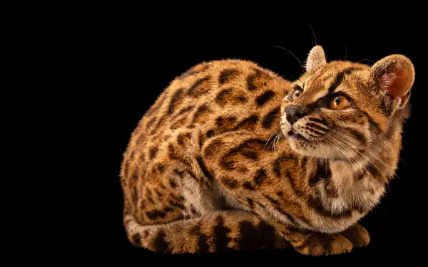 Tilcayo meme 4K Ultra HD PC desktop wallpaper: a detailed ocelot wildcat crouching on a black background.