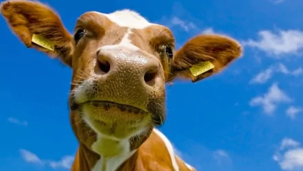 Close-up HD desktop wallpaper of a curious cow with ear tags against a bright blue sky.
