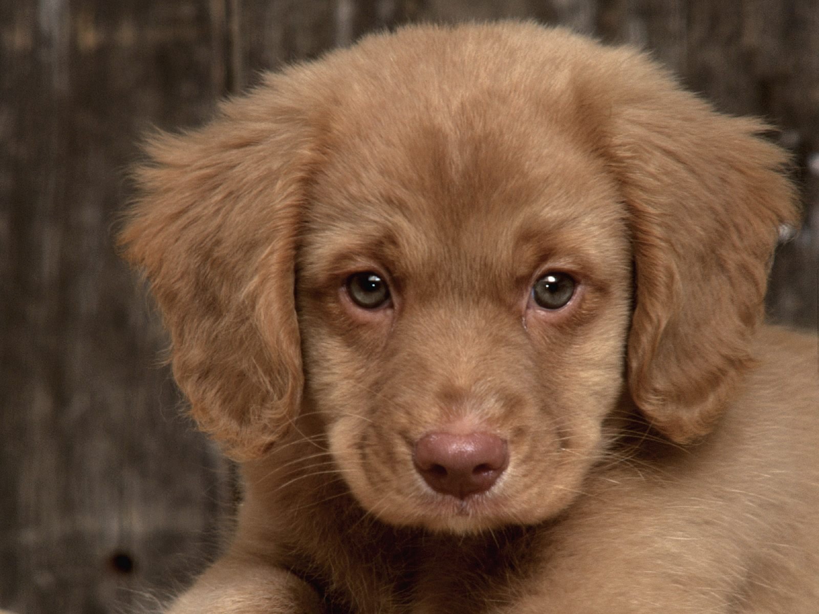 HD wallpaper background featuring a cute puppy with soft, brown fur, gazing directly at the camera. The image captures the animal's endearing expression against a blurred, dark background.