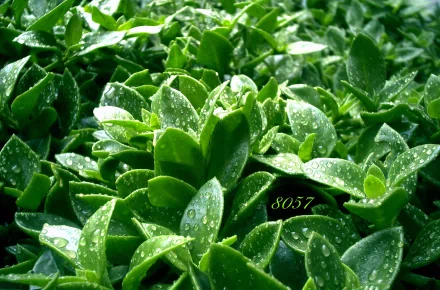 4K Ultra HD PC desktop wallpaper: close-up of vibrant green plant leaves with water droplets, nature background.