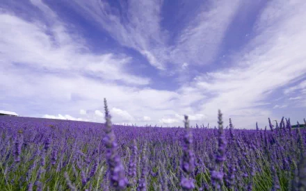 A serene landscape of vibrant lavender fields under a blue sky with wispy clouds, capturing the essence of nature in a stunning HD desktop wallpaper.